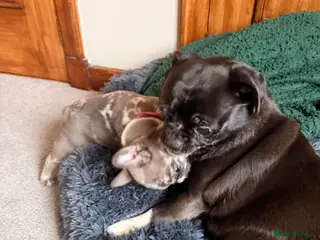 French Bulldog dogs Beautiful little Frenchie girl - Advert 10