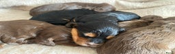 Cocker Spaniel dogs for stud: Sweet natured & handsome cocker stud dog in Bristol - Advert 16