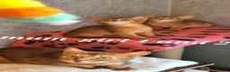 Abyssinian cats for sale: Pedigree tica reg Abyssinians - Advert 5