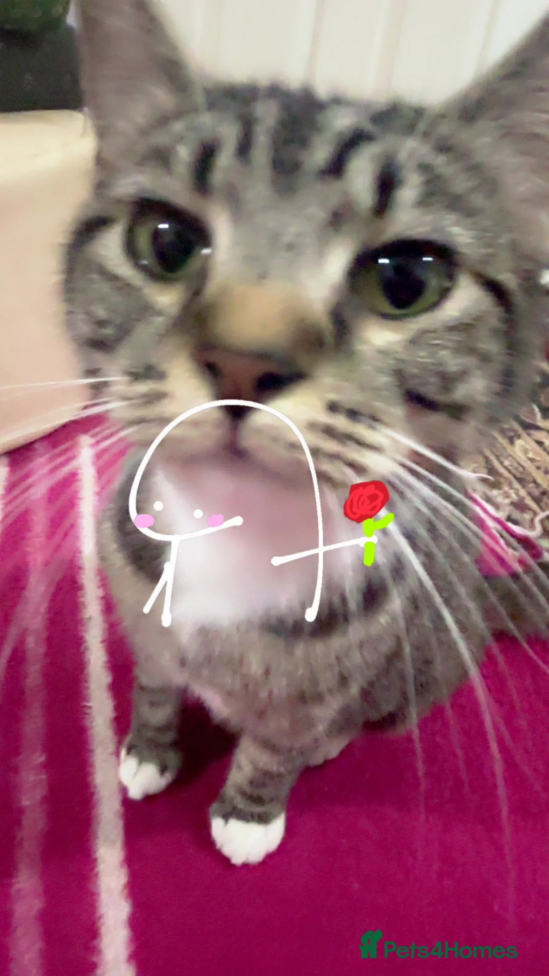 Mixed Breed cats for sale: 2 years old female cat  in Walsall - Advert 2