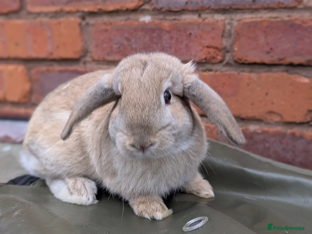 Mini Lop rabbits for sale: Friendly Mini Lops - Advert 2