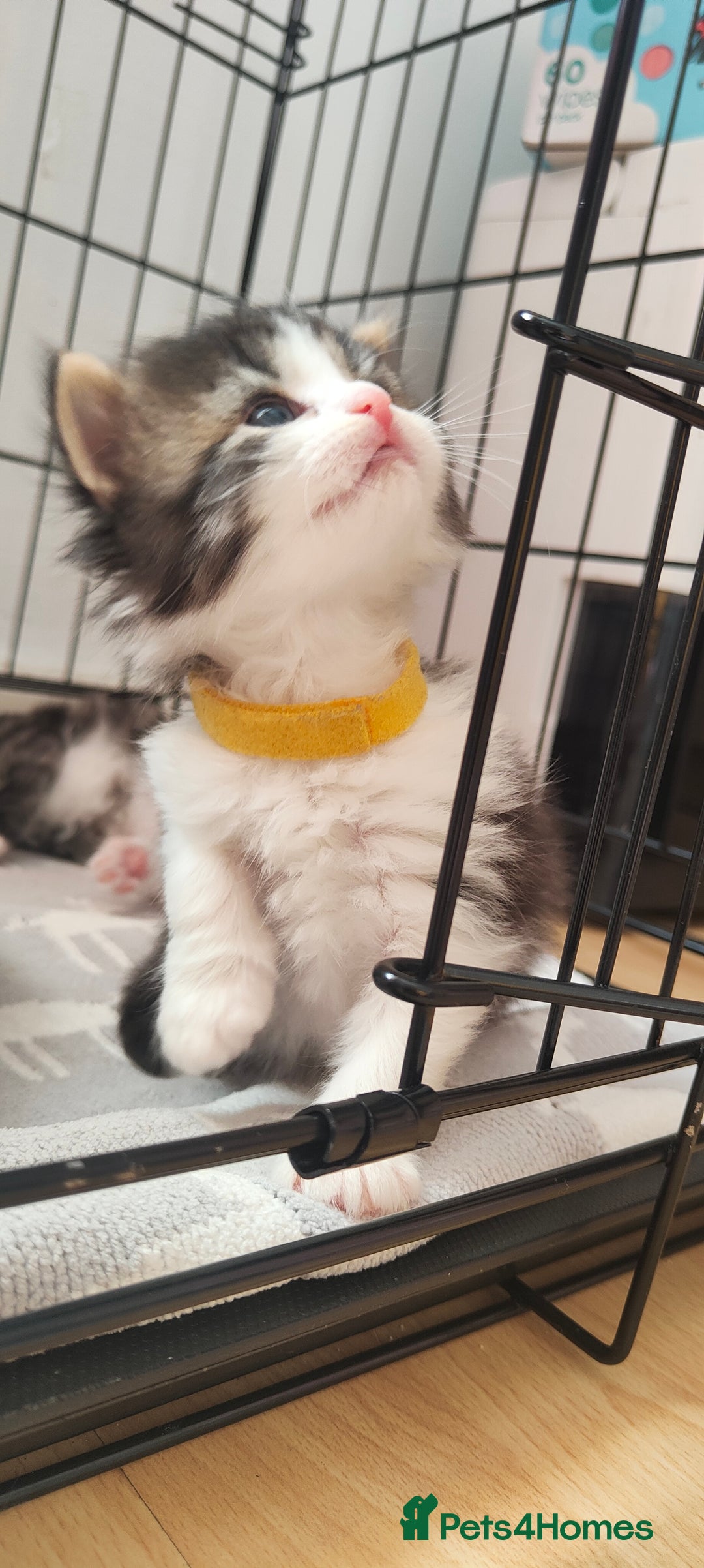 Mixed Breed cats for sale: Ragdoll kitten - Image 2