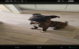Staffordshire Bull Terrier dogs for sale: Staffy  - Image 1