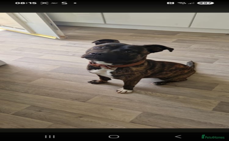 Staffordshire Bull Terrier dogs - Advert 12