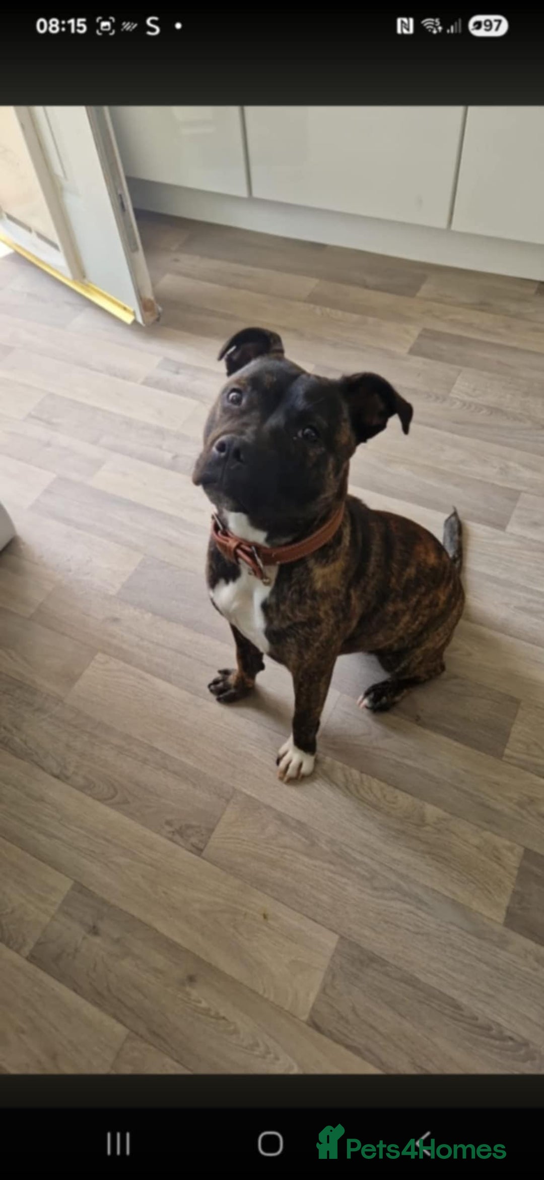 Staffordshire Bull Terrier dogs for sale: Staffy  - Image 1