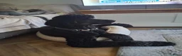 Standard Poodle dogs for stud: FOR STUD NOT SALE! in Prenton - Advert 3