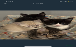 Bengal cats for sale: White bengal kitten  - Image 7