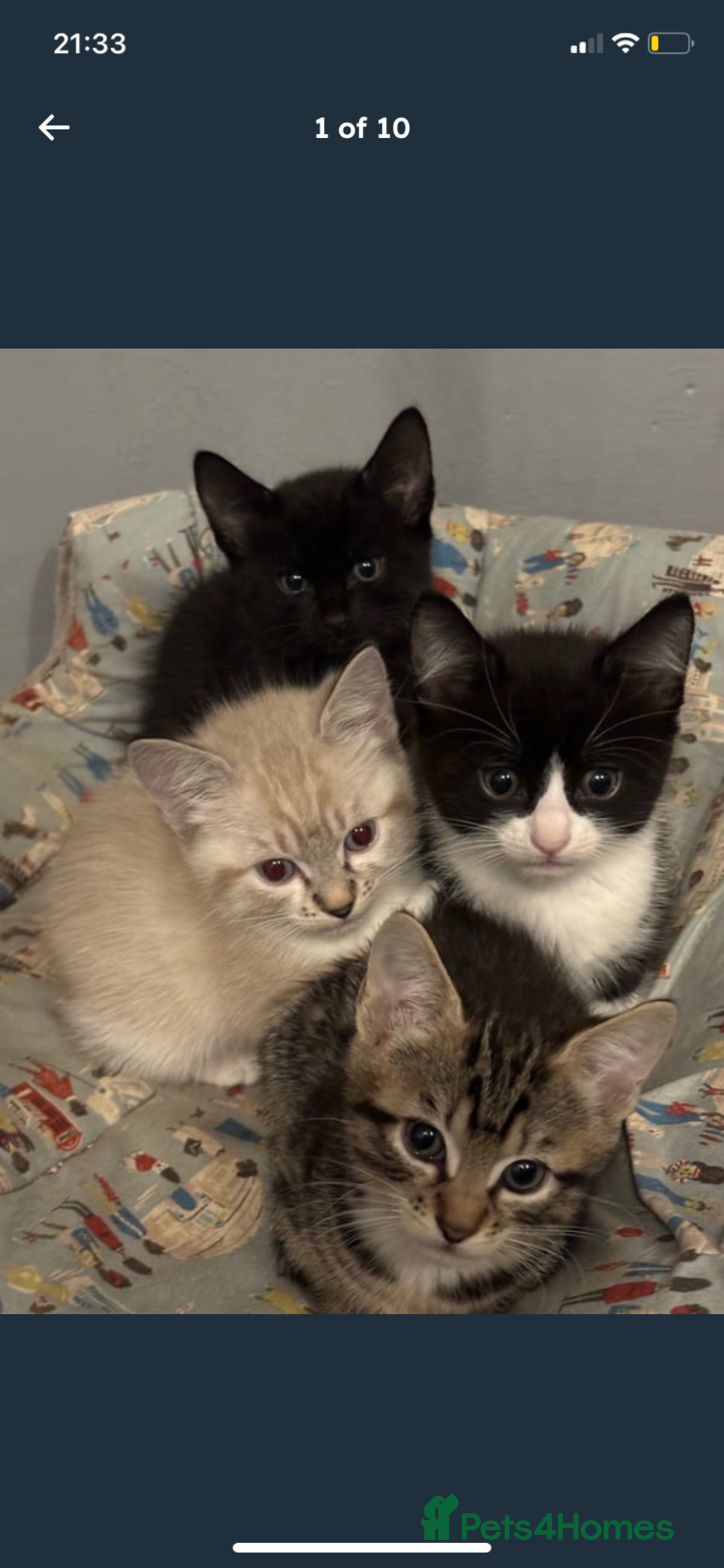 Bengal cats for sale: White bengal kitten  - Image 7