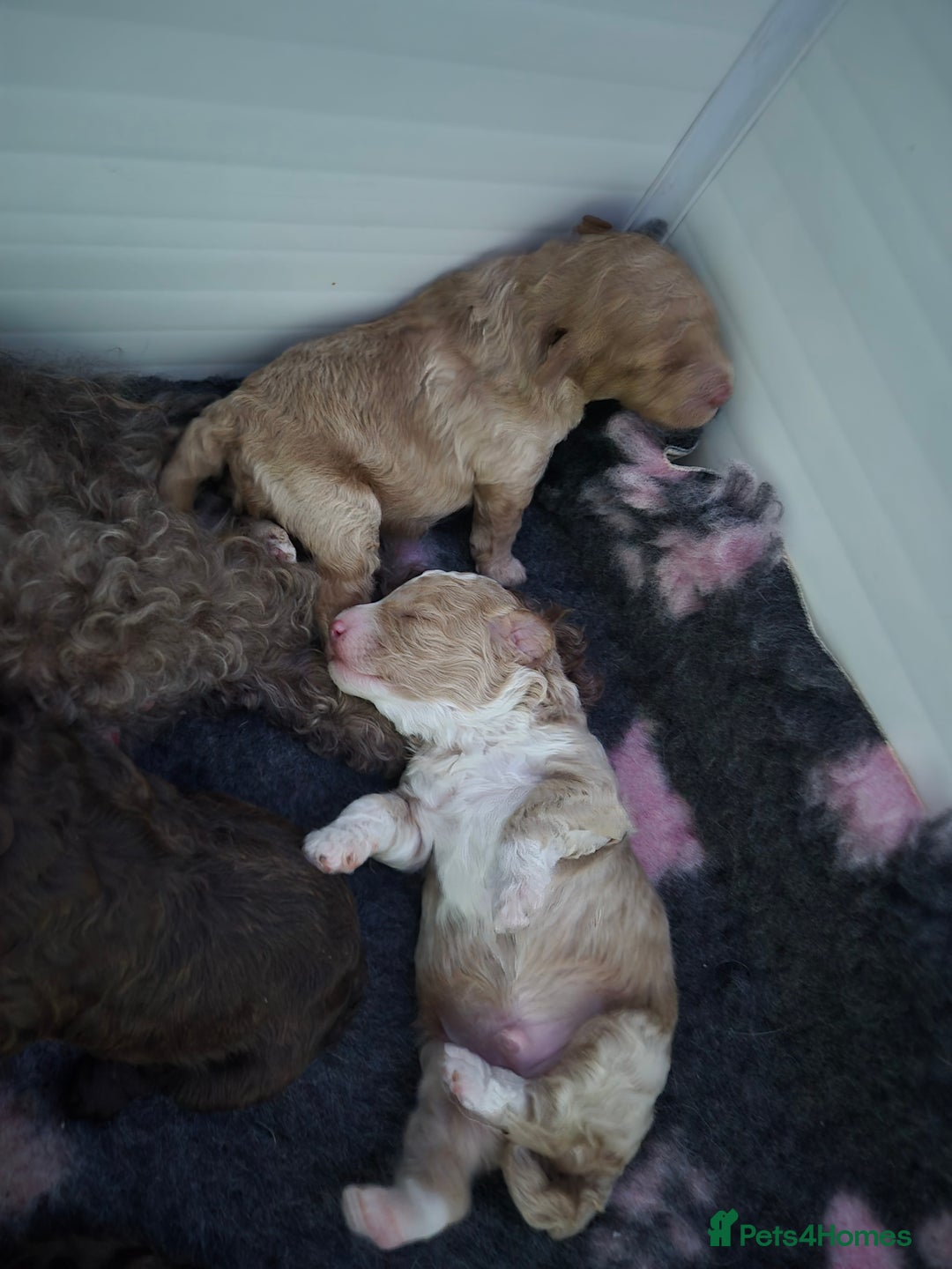 Labradoodle dogs for sale: Stunning F3 miniature labradoodles!  - Advert 27