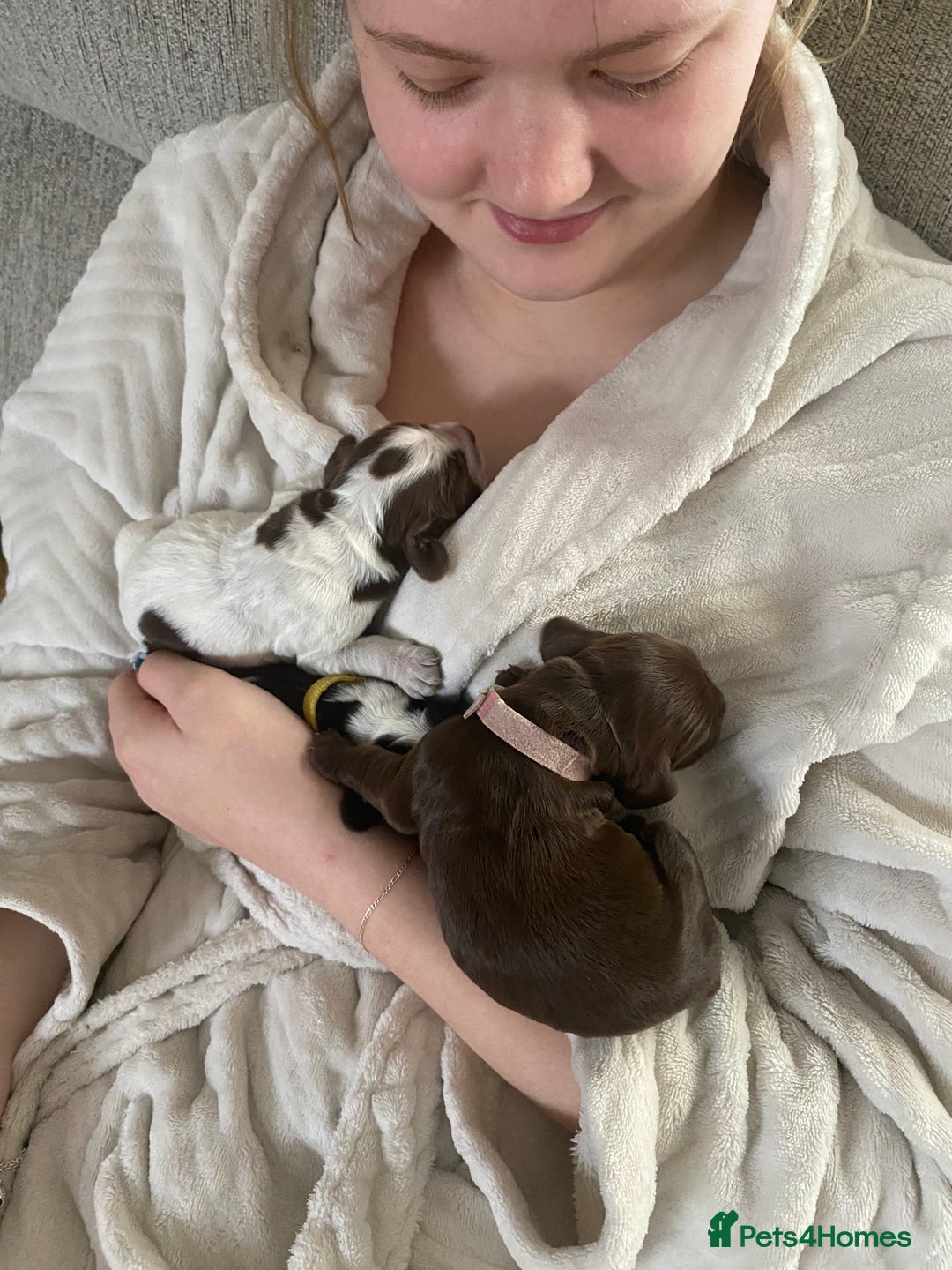 Cocker Spaniel dogs for sale: Cocker spaniels  - Advert 5