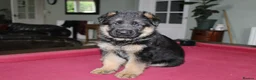 German Shepherd dogs for sale: Outstanding KC Registered German Shepherd Puppies in Newcastle upon Tyne - Advert 15