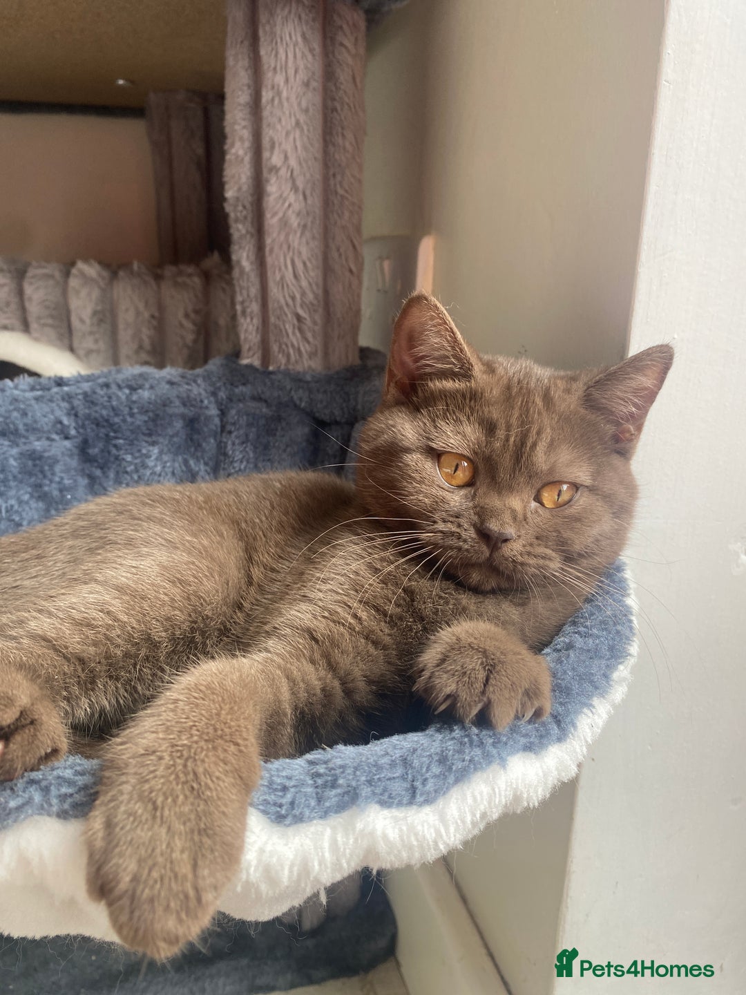British Shorthair cats for sale: BROWN TICA GIRL Stunning shiny coat ,cooper eye  - Image 4
