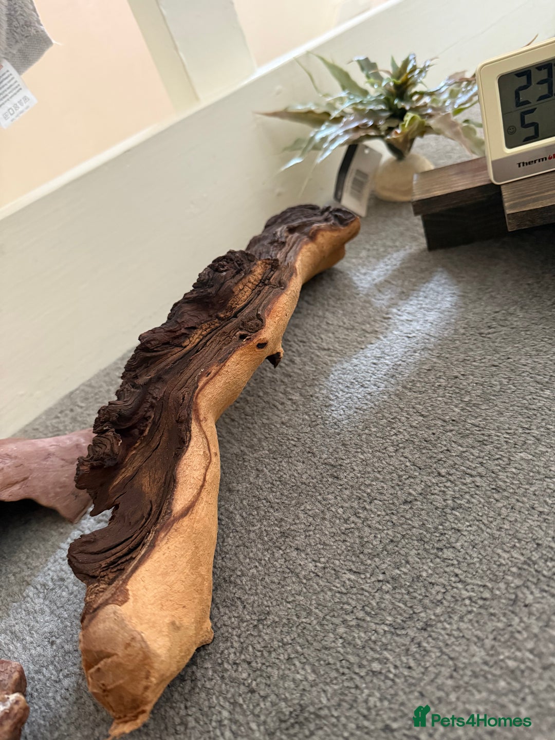 Mixed Breed reptiles for sale: Medium vivexotic vivarium & equipment. - Image 13