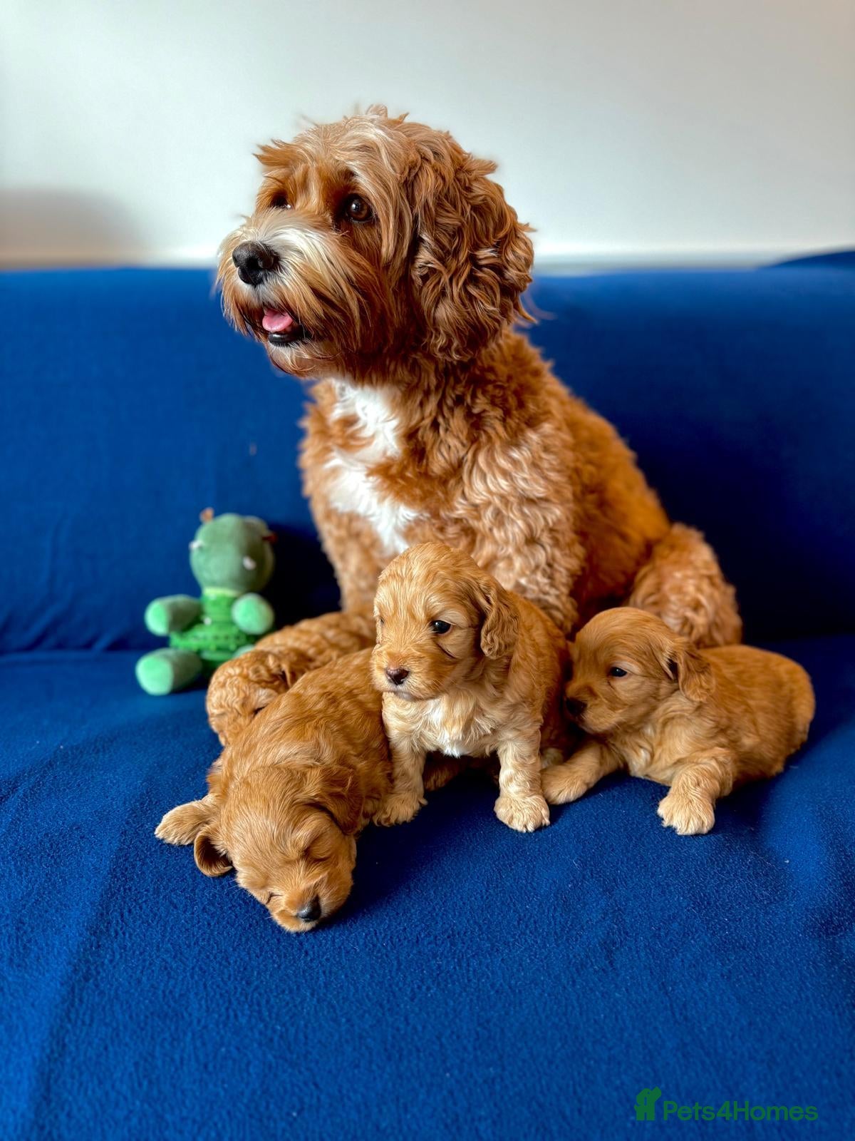 Cockapoo dogs Cockapoo puppy's from health checked parents - Advert 1