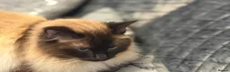 Ragdoll cats for sale: RAGDOLL X SNOWSHOE KITTENS - Advert 10
