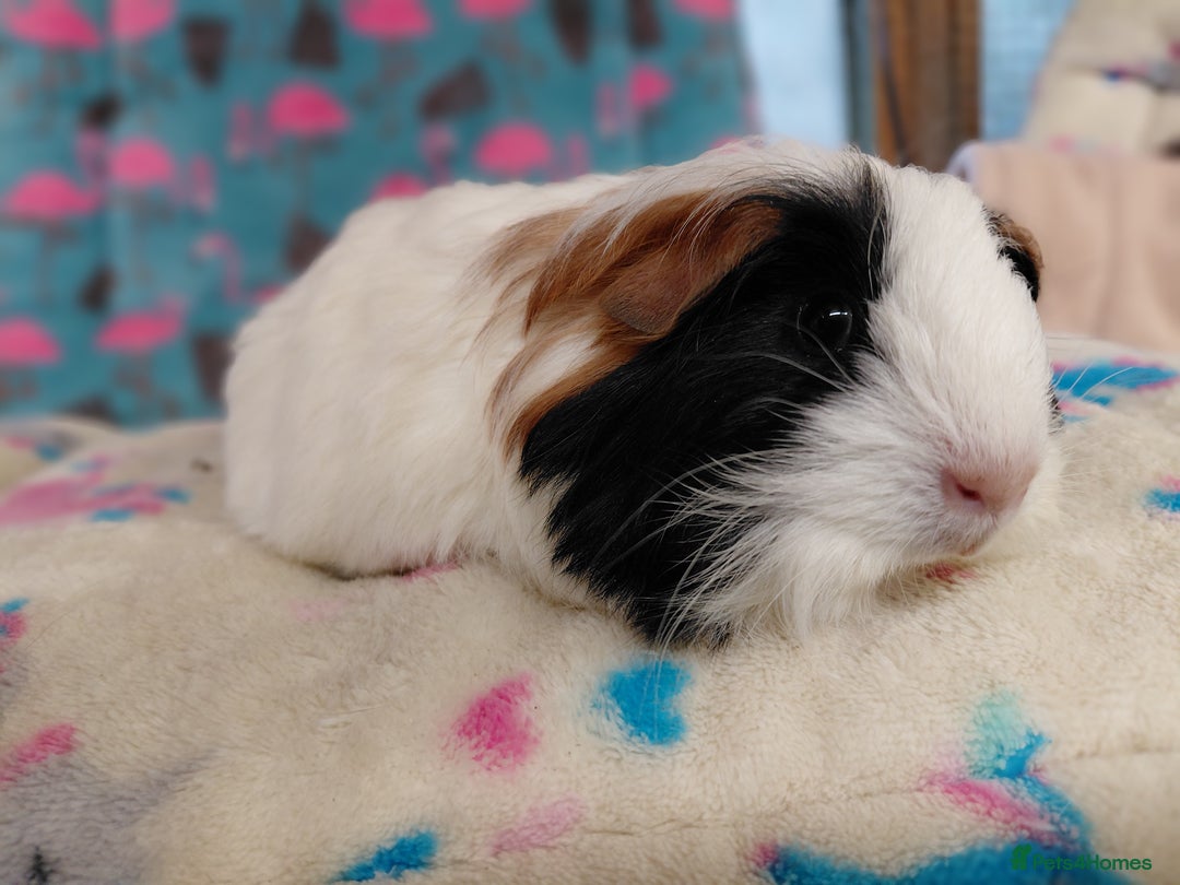 Guinea Pig rodents for sale: Baby Longhaired Brothers/Teddies Available RTR - Image 22