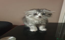 Scottish Fold cats for sale: Adorable kittens❤ - Advert 6