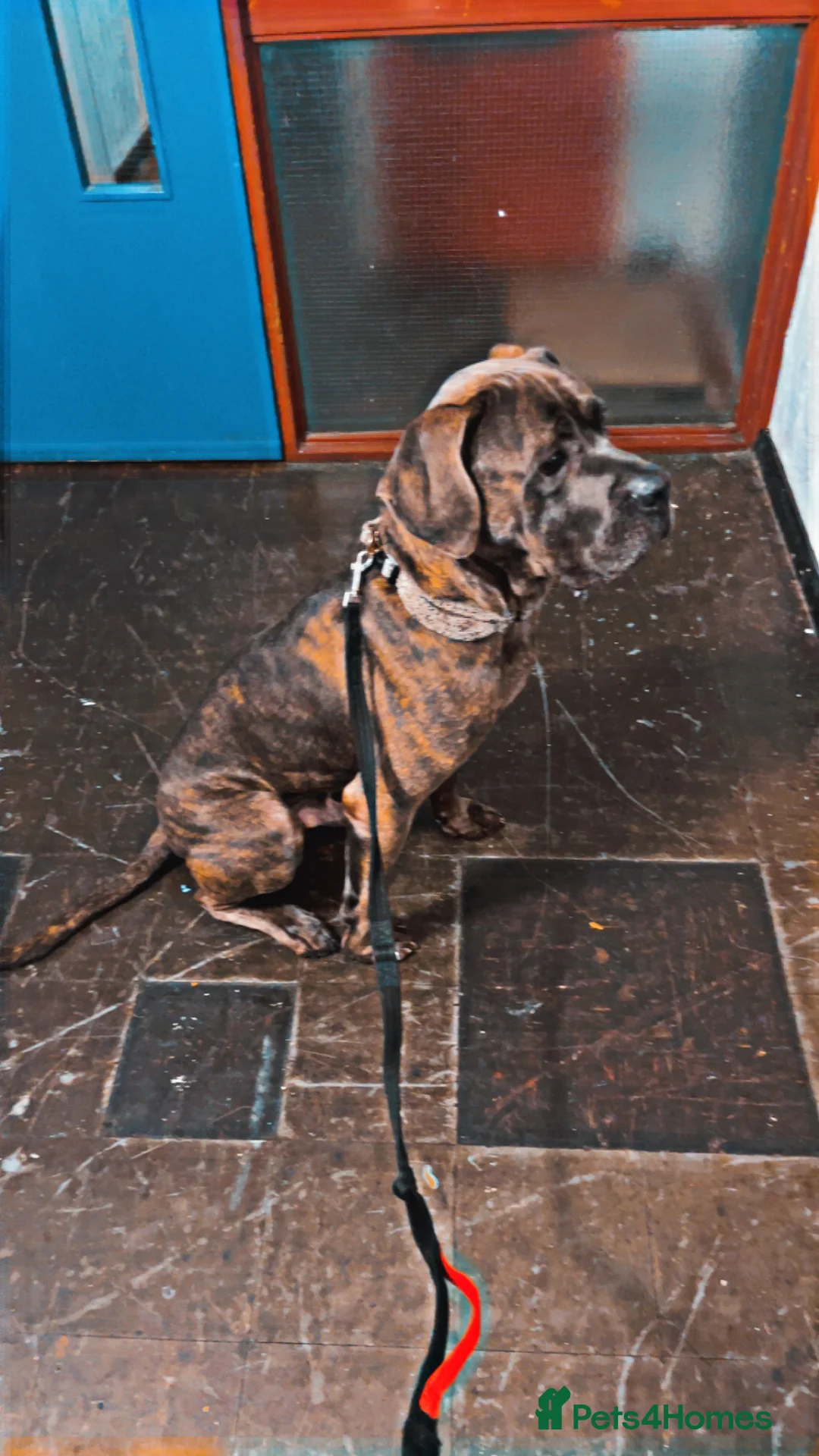 Cane Corso dogs for sale: Male cane corso  - Advert 3