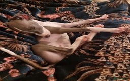 Italian Greyhound dogs for sale: 15 week old Italian Greyhound for sale - Image 3