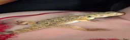 Bearded Dragon reptiles for sale: 2 bearded dragons for sale  in Ipswich - Advert 3