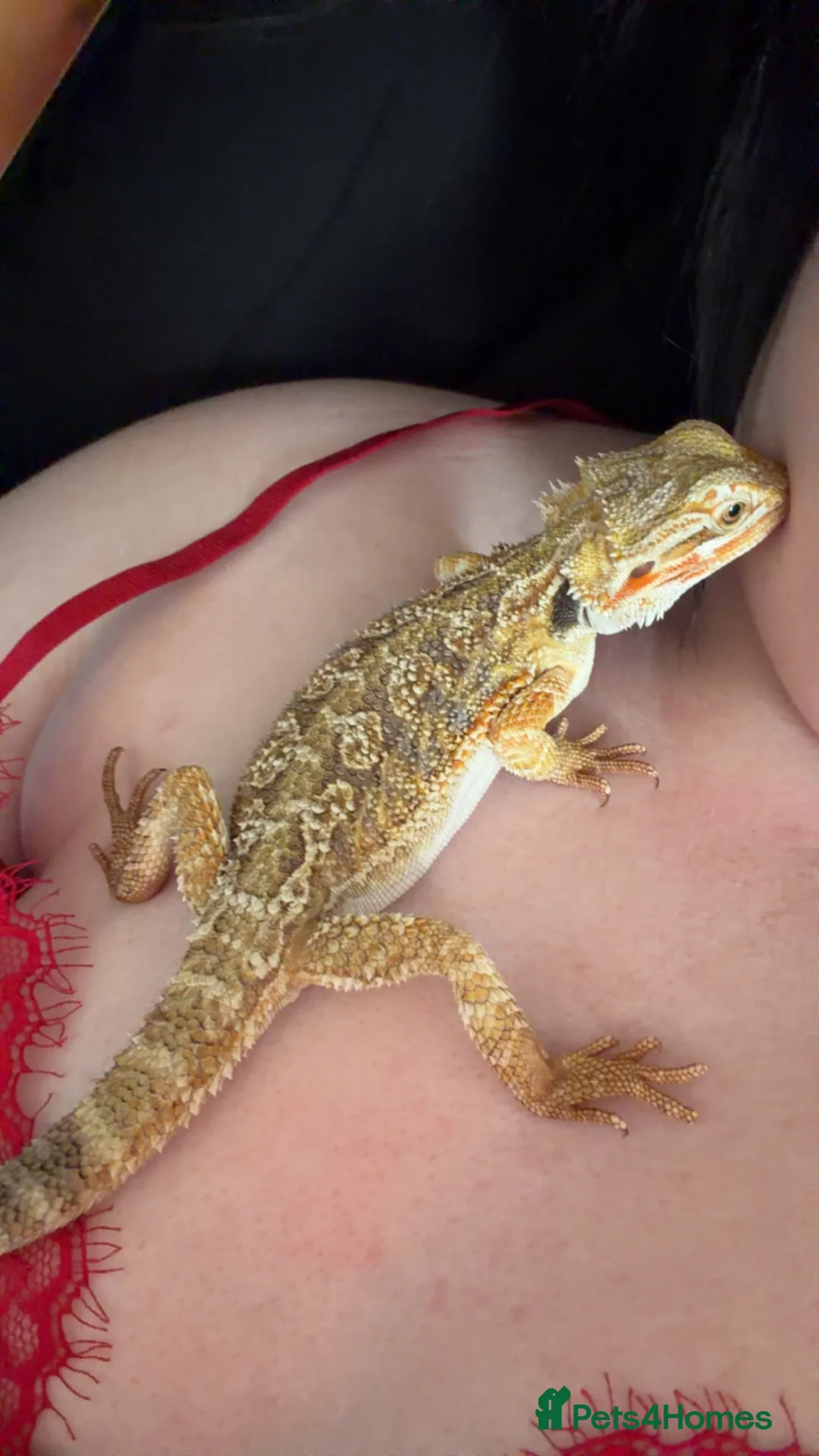 Bearded Dragon reptiles for sale: 2 bearded dragons for sale  in Ipswich - Advert 3