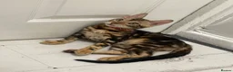 Bengal cats for sale: Bengal kittens  - Advert 3