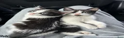 Domestic Shorthair cats for sale: 🐾Fluffy black and white kittens🐾 - Advert 4