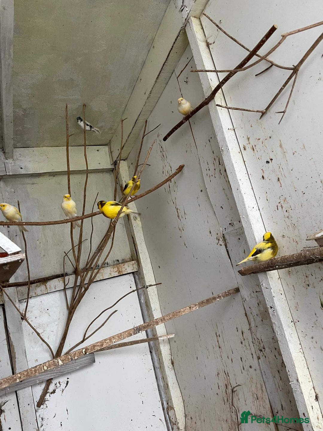 Canaries birds for sale: Canaries for sale - Advert 5