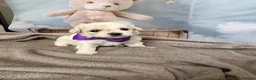 Bichon Frise dogs for sale: 2 Girls left 💕Pedigree Champion Bichon Frise  - Advert 16