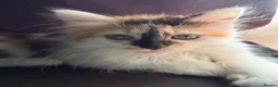 Mixed Breed cats for sale: Female Calico - Advert 4