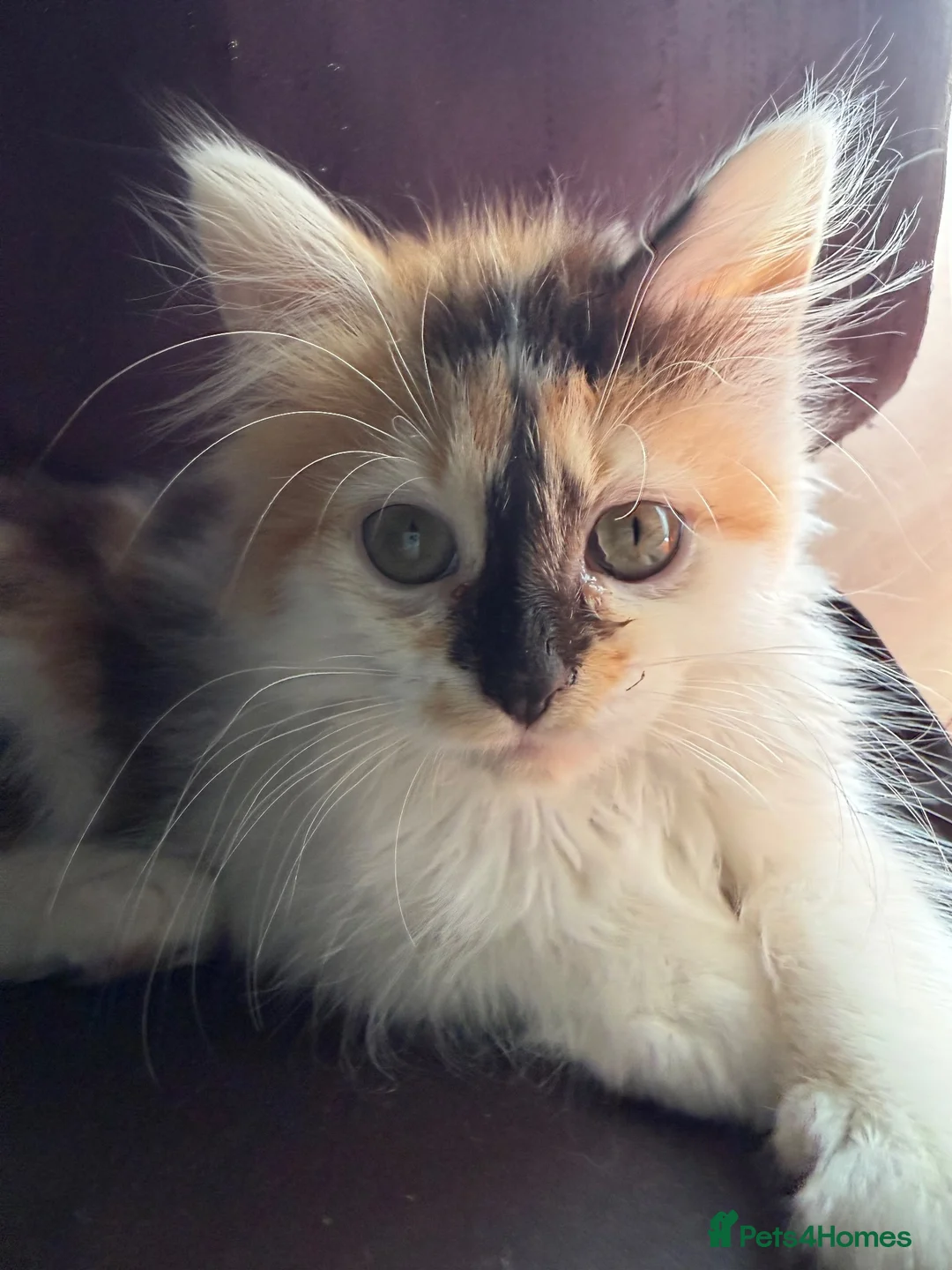 Mixed Breed cats for sale: Female Calico - Advert 4