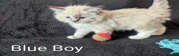 Ragdoll cats for sale: Fluffy Ragdoll Kittens - Advert 8
