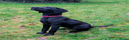 Labrador Retriever dogs for sale: Gorgeous KC registered Black Labrador Puppy - Advert 4