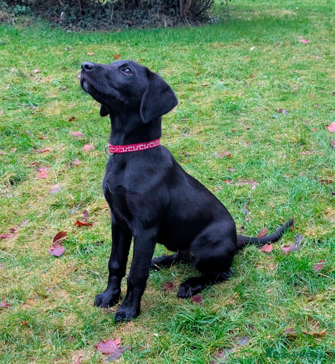 Labrador Retriever dogs for sale: Gorgeous KC registered Black Labrador Puppy - Advert 4
