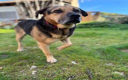 Mixed Breed dogs for adoption: A Life of Abuse please Help ! in Hengoed - Image 14