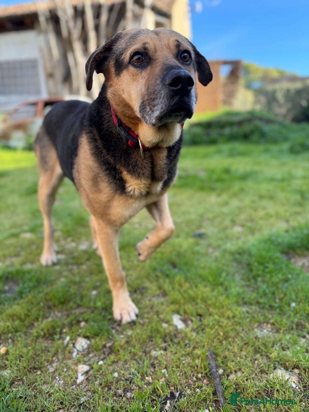 Mixed Breed dogs for adoption: A Life of Abuse please Help ! in Hengoed - Image 14
