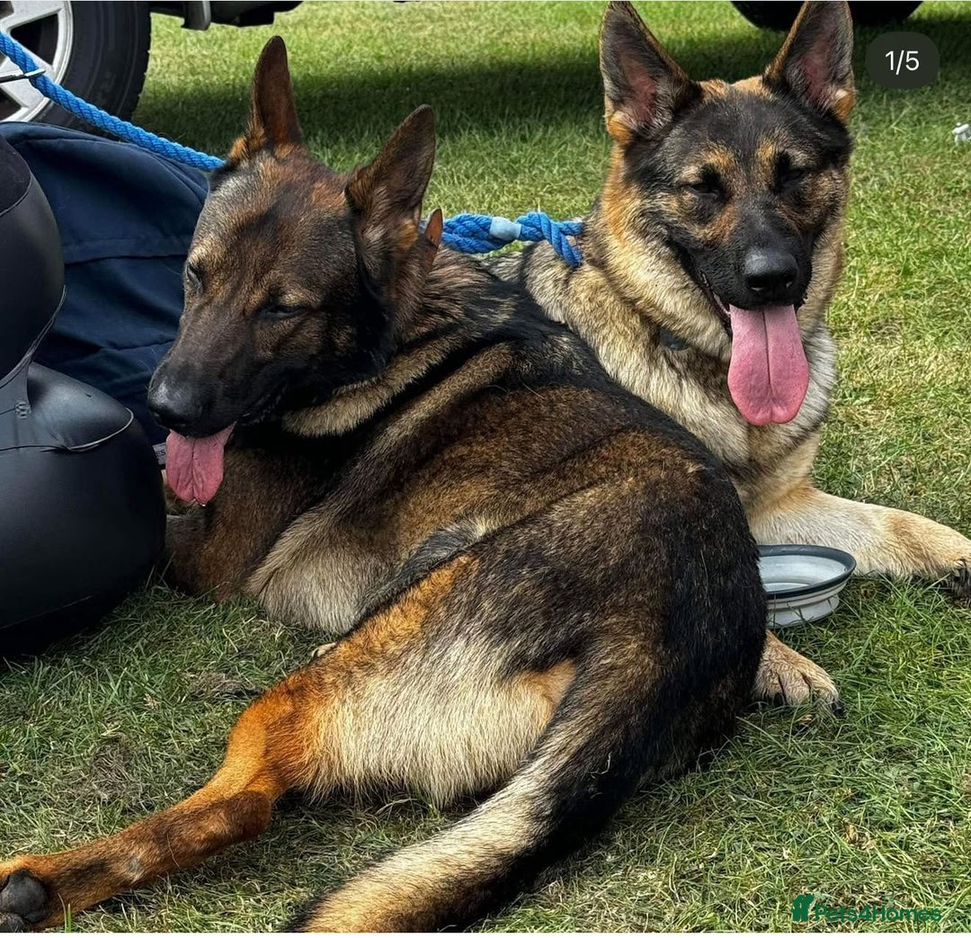 German Shepherd dogs for sale: German shepherd puppies  - Advert 3