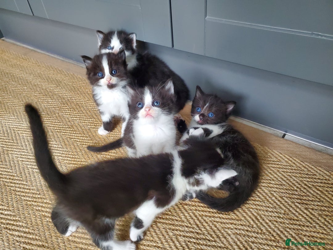 Mixed Breed cats for sale: Half pedigree kittens - Image 3