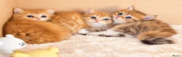 British Longhair cats for sale: BLH Golden Shaded Kittens Looking4 Forever Homes - Advert 6
