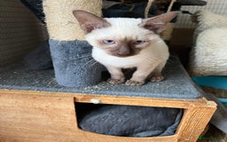 Siamese cats for sale: Siamese chocolate kittens - Image 6