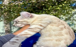 Keetso cats for sale: Breath taking polydactyl curled eared girl  - Image 28