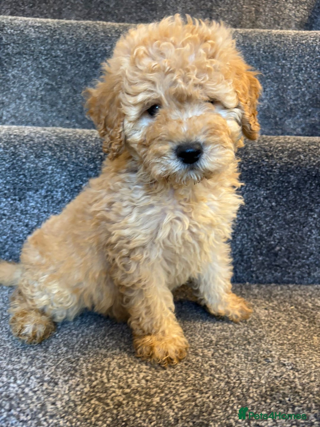 Coton De Tulear dogs for sale: Coton noodles puppies ready now  - Image 12