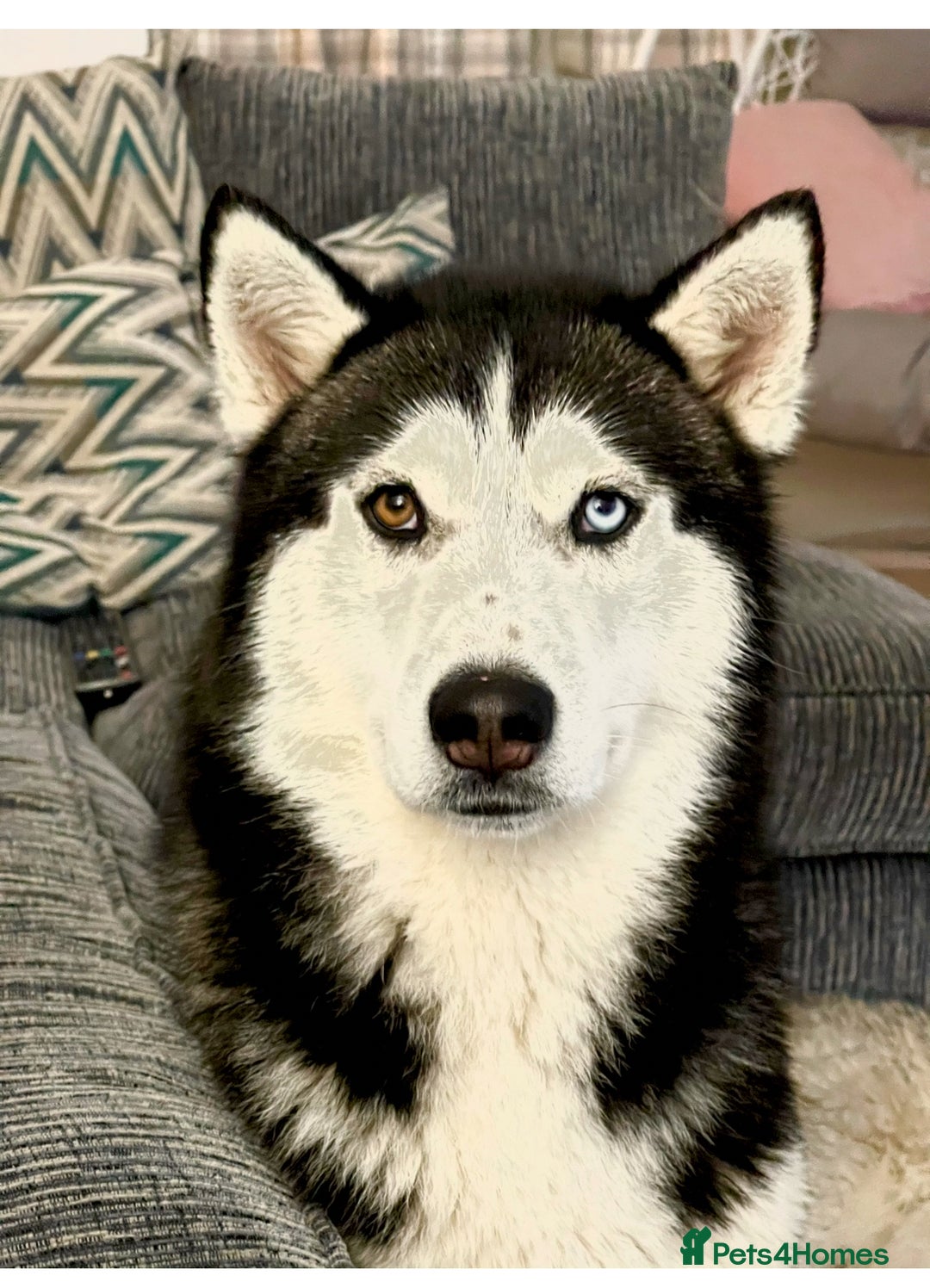 Siberian Husky dogs for sale: Huskies pups for sale - Advert 3