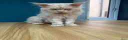 Maine Coon cats for sale: 💙 TICA ®️ Proven -  Red Smoke/ White Maine Coon  - Advert 9
