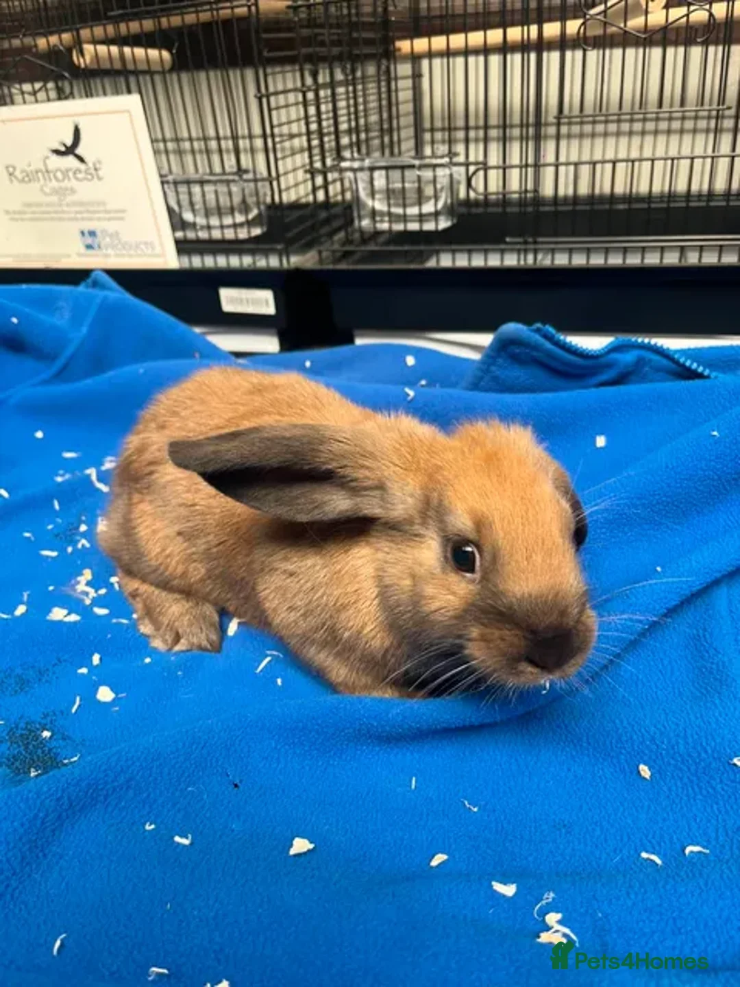 Mixed Breed rabbits for sale: Rabbits for sale  - Advert 7