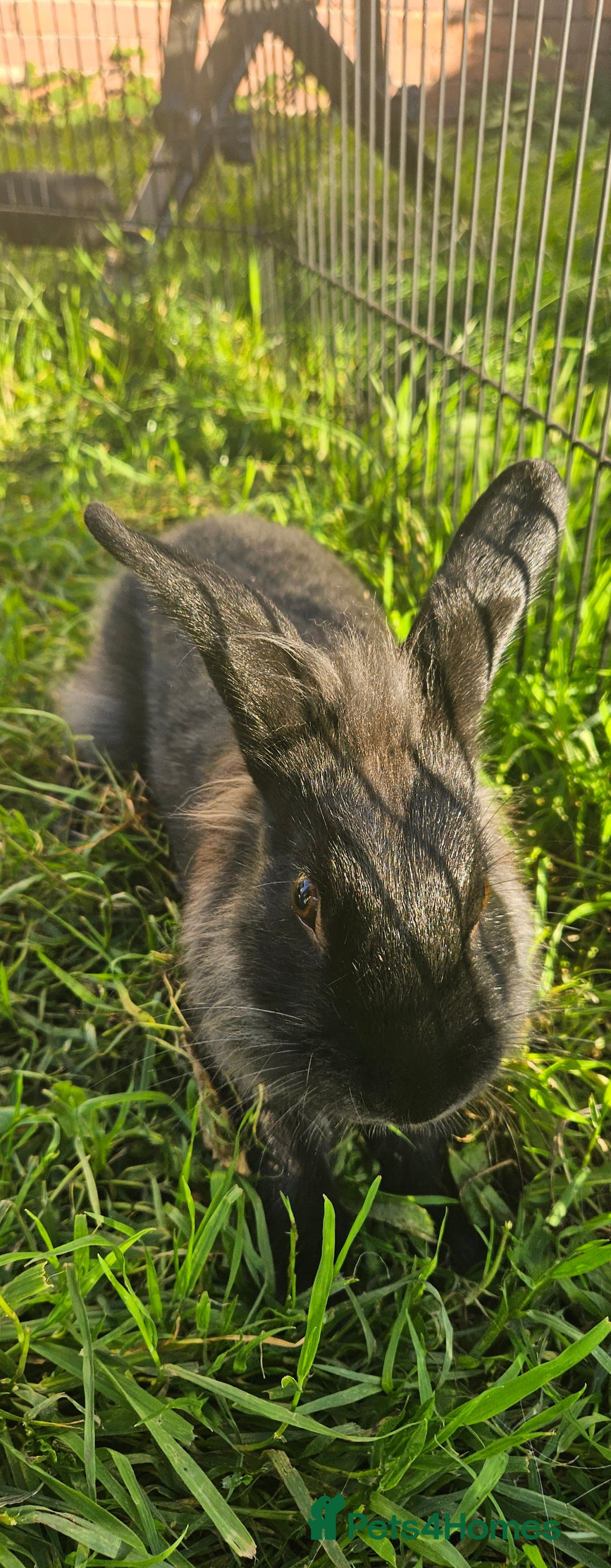 Netherland Dwarf rabbits for sale: 💫💫💫 Lion head rabbit SOLD💫💫 - Image 4