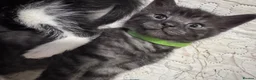 Mixed Breed cats for sale: 5 BBSH x mixed kittens black white grey - Advert 2
