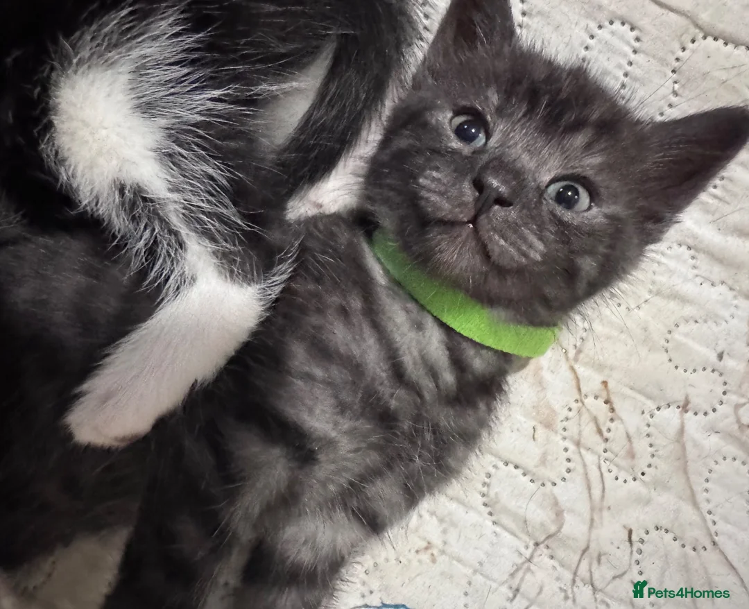 Mixed Breed cats for sale: 5 BBSH x mixed kittens black white grey - Advert 2