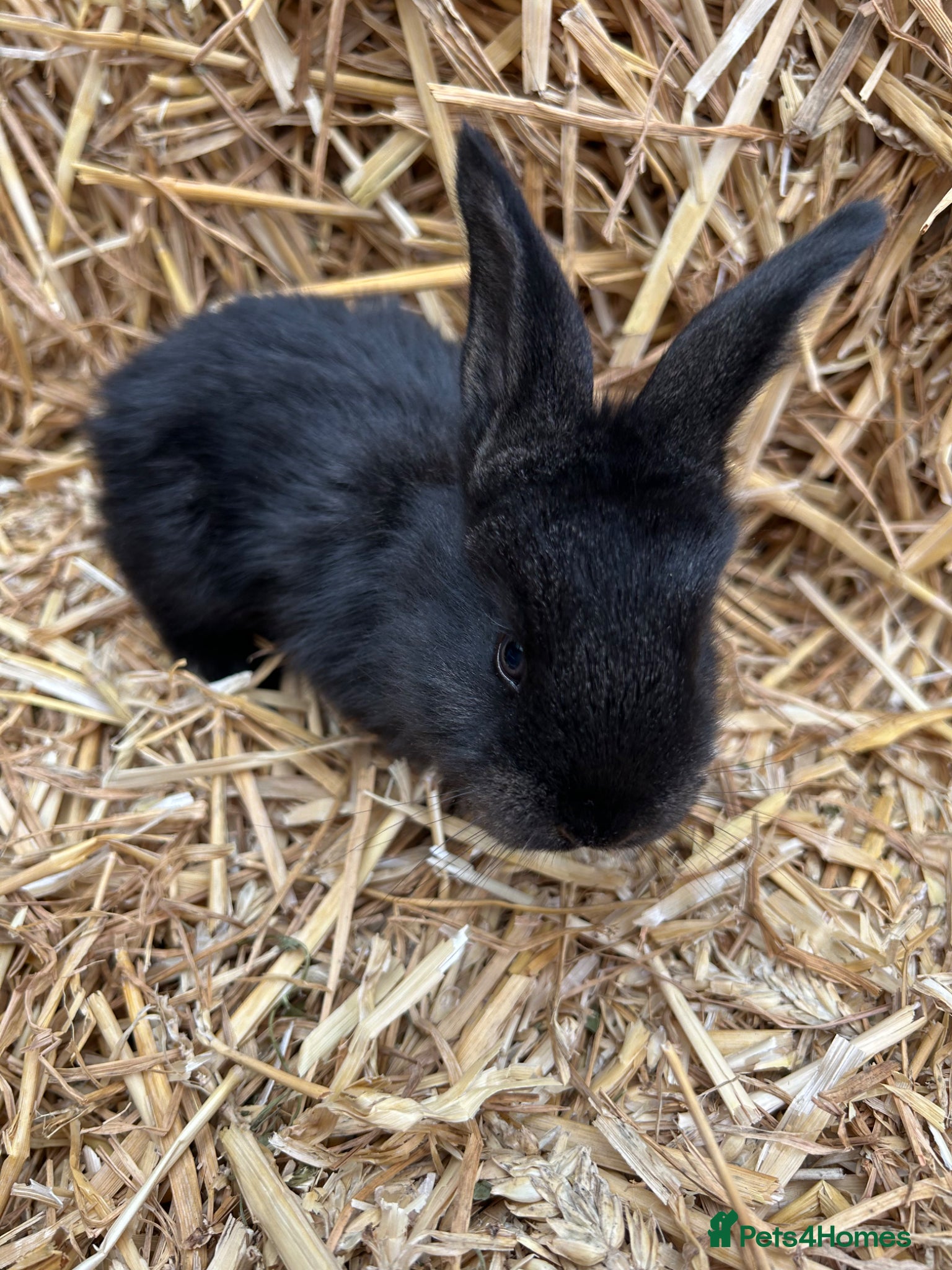 Continental Giant rabbits for sale: WE HAVE THE WORLDS BIGGEST BUNNIES  - Advert 5