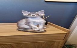 Maine Coon cats for sale: * READY NOW * Beautiful GCCF Mainecoon kittens  - Image 5